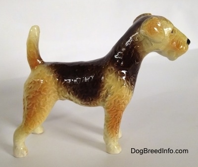 The right side of a black and tan with white Vintage Goebel Airedale Terrier porcelain dog figurine. The dogs snout is sttraight showing no stop in the muzzle.