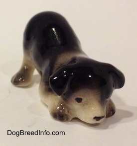 The front right side of a Hagen-Renaker miniature black with white Border Collie puppy figurine. The figurine is very glossy.