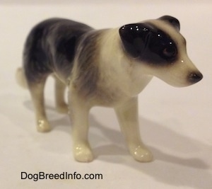 The front right side of a Retired Hagen-Renaker black with white Border Collie style 1 figurine. The figurine has great hair details.