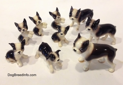Top down view of a line-up of different miniature Boston Terrier figurines. The dogs are black and white with pointy perk ears and round heads.
