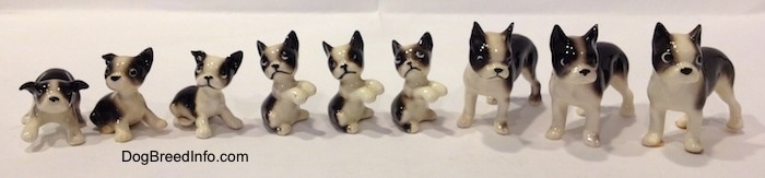 A line-up of different black and white miniature Boston Terrier figurines. The figurines have a range from puppy to fully grown.
