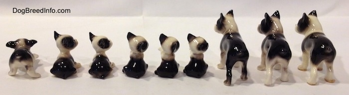 The back side of a line-up of different miniature Boston Terrier figurines.