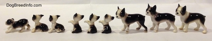 The left side of a line-up of different miniature Boston Terrier figurines.