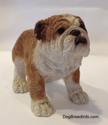 The front right side of a brown and white ceramic mold of a Bulldog figurine. The figurine has great face details.