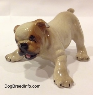 The front left side of a tan with brown Bulldog puppy figurine that is in a play bow pose. The figurine has detailed eyes.
