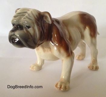The front left side of a brown and white with black Bulldog figurine. The figurine has great details on its face.
