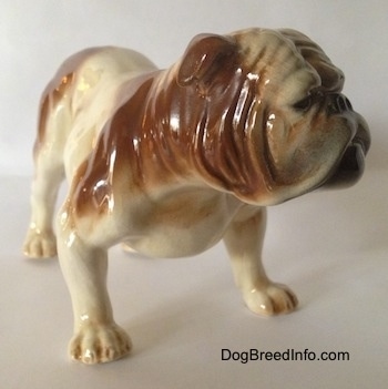 The front right side of a brown and white with black Bulldog figurine. The side of the figurines face has fine wrinkle details. The dog has a pushed back face and small ears. Its legs are set wide apart.