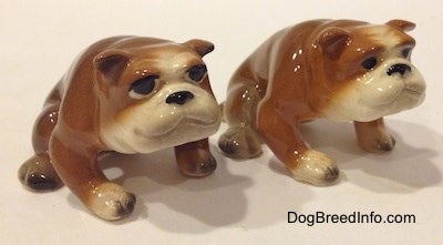 The front left side of two brown with white miniature Bulldogs that are in a sitting pose.