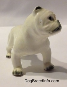 The front right side of a miniature white English Bulldog figurine with a brown spot over the eye. The figurine has black on its paws.
