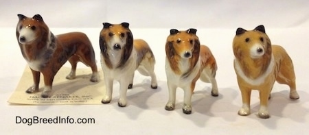 Four Collie dog variations. The inside of all the Collies ears are black.