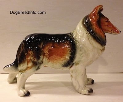 The right side of a ceramic figurine that is a black, brown and white Rough Collie figurine. The figurine has black nails at the tip of its paws.