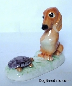 The front left side of a brown Dachshund in a sitting pose that is looking down at a tortoise figurine. The Dachshund and the Tortoise both have short limbs.