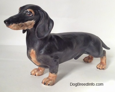 The front left side of a black with tan Dachshund figurine. The figurine has great eye details. The legs are very short and low to the ground and the body is long. The ears are long and hang down to the sides of the dog's face. The snout is long and skinny and the nose is black.