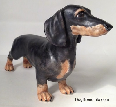 The front right side of a black with tan Dachshund figurine. The figurine has tan paws with black nails.