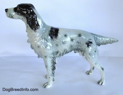 The left side of a black and white English Setter dog in a standing pose figurine. The figurine has its tail extended out and it has hair coming off of it. The tail comes to a point.