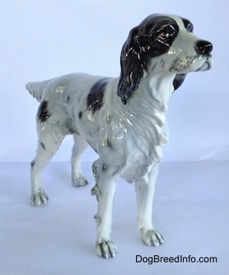 The front right side of a black and white English Setter in a standing pose figurine. The figurine has great hair details on its chest and a detailed face. Its nose is black.