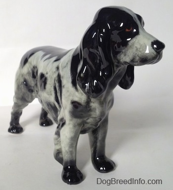 The front right side of a black and white English Springer Spaniel figurine. The figurine has brown eyes, a black nose and long black ears. Its tail is docked.