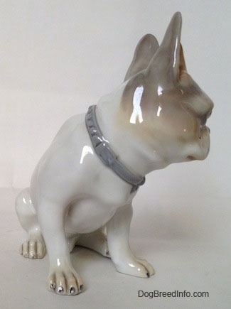 The front right side of a white with grey French Bulldog figurine. This figurine has on a gray-blue collar.