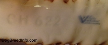 Close up - The underside of a brown with black Irish Setter figurine, that has the logo of Goebel W.Germnay stamped on its body and across from it is the engraved letter/number combination - CH 622 - engraved on it.