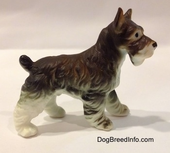 The right side of a bone china grey and white figurine of a Miniature Schnauzer. The figurines ears are arched into the air.
