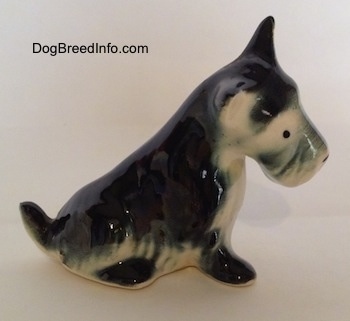 The right side of a black,gray and white ceramic figurine of a Miniature Schnauzer in a sitting position. The figurine has short legs.