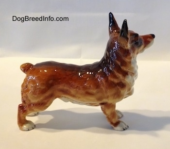 The right side of a porcelain brown with white and black porcelain Pembroke Welsh Corgi figurine. The figurine has a short tail.