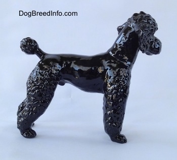 The right side of a black Poodle figurine. The figurine is glossy.