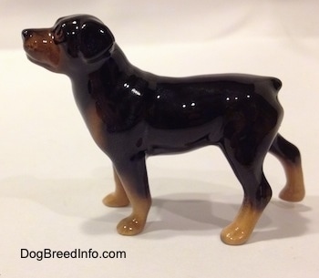 The left side of a black with brown miniature Rottweiler figurine. The figurine is glossy.