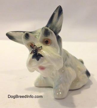 The front left side of a white with black Schnauzer in a sitting postition figurine. The figurines head is tilted to the left, one of its ear is up and one of its ears is flopped to the right.