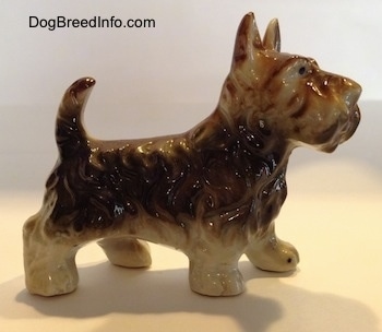 The right side of a brown with white bone china figurine of a Scottish Terrier. The figurine has short legs.