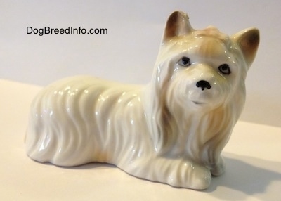The right side of a white with tan bone china Silky Terrier figurine lying down. The figurine has fine hair details.