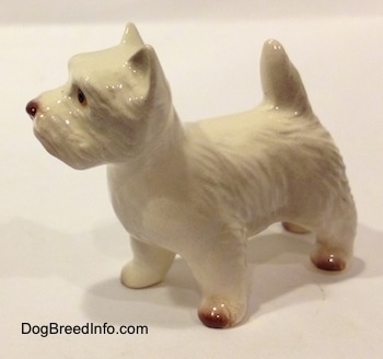 The front left side of a white with tan West Highland Terrier figurine. The figurine has short standing triangular ears.