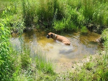The back left side of a Boxer that is sitting in a puddle surrounded by tall weeds.