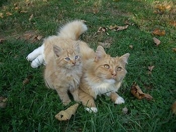 Two orange with white Catsare laying on top of each other outside in grass and they are looking up. One is a small kitten adn the other is a larger adult cat.