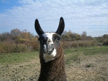The face of a black with white Llama that is looking forward. It has large ears.