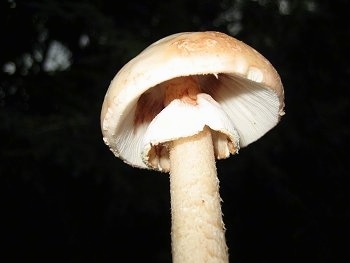 Close up - The underside of a white mushroom.
