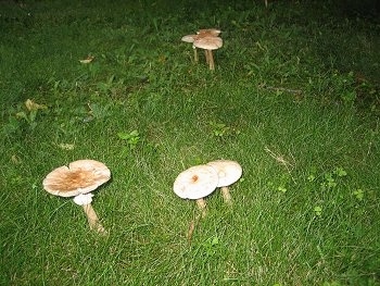 A field with a bunch of white and brown mushrooms spread around it.
