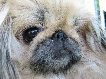 Close up - The right side of a tan Pekingese that is looking to the right. The dog has a long thick tan coat, a black snout and a small black noes that is pushed back into its head with large dark eyes.