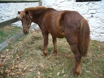 The back left side of a brown Pony that is standing across brown grass in front of a wooden split rail fence with wire next to a white stone barn looking forward.