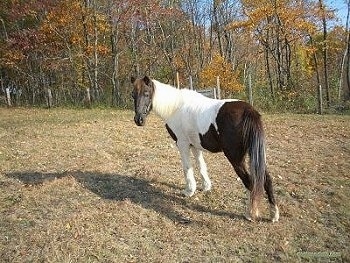 The back left side of a brown and white Pony that is standing in a brown grassy field with colorful trees behind her.