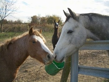 A pony and a horse are touching noses with a green bucket attached to the fence behind them. There is a brown with white Llama behind them in the background.