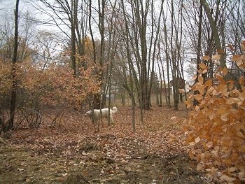 The left side of a Great Pyrenees dog standing in the Woods that is covered in brown fallen leaves.