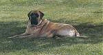 A tan with black American Mastiff is laying in grass and under the shade of a tree.