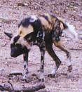 A black with tan and white African Wild Dog is walking across a dirt surface. Its head is lower than his body.
