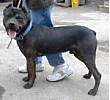 A black American Mastiff is standing ona concrete surface and it is looking forward. There is a person holding its leash behind it. The Mastiffs mouth is open and tongue is out.