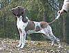 A brown and white Bracco Italiano is standing in grass and looking to the left. There is a person lifting up its tails.