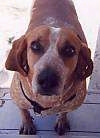 Close up - A red with white English Coonhound is standing on a wooden step and it is looking up.