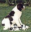 Right Profile - A white and black Landseer is sitting in grass and looking to the right. There is a litter of puppies under the Landseer.