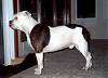 Left Profile - A white with black Original English Bulldog is standing on a carpet and it is looking to the left.