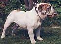 A white with brown Victorian Bulldog is standing in grass and it is looking to the right. Its mouth is open and tongue is out.